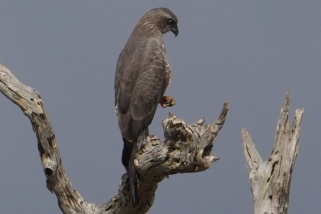 Buteo oreophilus - Bergbussard (Graubussard, Zweibindenbussard)